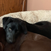 %name%, a %color% %breed% %type%
