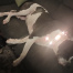 {petName}, a White, Black Pit Bull Dog