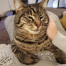 {petName}, a Brown Domestic Shorthair Cat