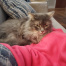 {petName}, a Grey Domestic Longhair Cat