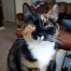{petName}, a Torti Dsh Cat