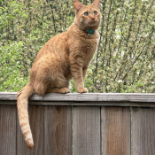 Moses, a Orange American Shorthair Mix Cat