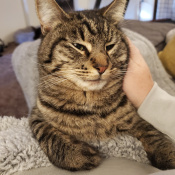 Evelyn, a Brown Domestic Shorthair Cat
