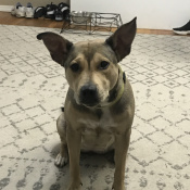 Roxie, a Tan, Brown Labrador Retriever Mix Dog