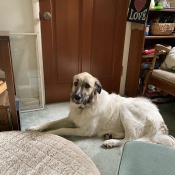Kara, a Black, Brown, White Anatolian/Great Pyrenees Dog