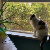 Izumi, a Unknown Domestic Mediumhair Cat