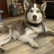 Hazel, a Red, Brown, White Siberian Husky Dog