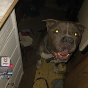 Raider, a White, Light-grey, Grey American Bully Dog