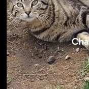 Charlie, a Light-grey, Grey, Black, Dark-grey, Cream, White Tabby Cat