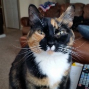Luna, a Torti Dsh Cat