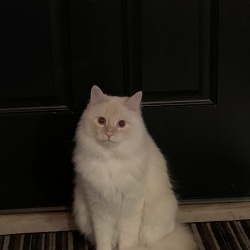 Freddy, a White/Cream Domestic medium Hair Cat