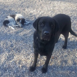Pepper, a black Retriever (Labrador) Dog