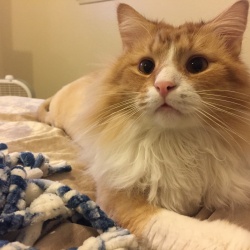 Railey, a White, Orange Domestic long hair Cat