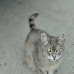 {petName}, a Light-grey, Dark-grey grey tabby Cat