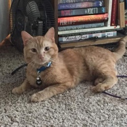 Watson, a Orange Tabby DSH Cat