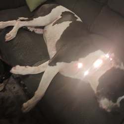 {petName}, a White, Black Pit Bull Dog