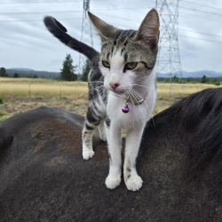{petName}, a White, Black, Dark-brown, Dark-grey Domestic Shorthair Cat