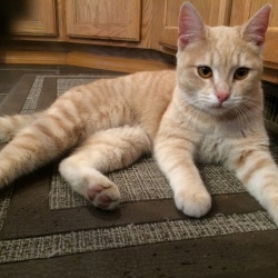 Blondie, a Yellow/Orange/White Stripes Medium Hair Cat