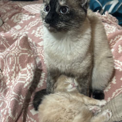 %name%, a %color% %breed% %type%