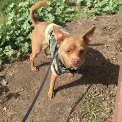 Chili Dogg, a Tan, Brown, White Chihuahua (Short Coat) Dog