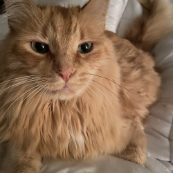%name%, a %color% %breed% %type%
