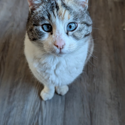 {petName}, a White, Yellow, Apricot, Grey, Cream Siamese Mix Cat