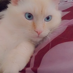 %name%, a %color% %breed% %type%