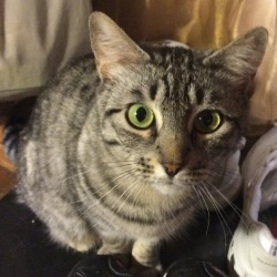 Mallie, a Silver Tabby Domestic Shorthair Cat