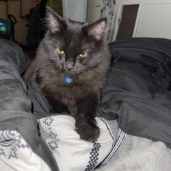 Chadwick, a Black Ragdoll Cat
