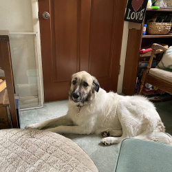 {petName}, a Black, Brown, White Anatolian/Great Pyrenees Dog
