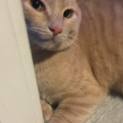%name%, a %color% %breed% %type%