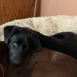 %name%, a %color% %breed% %type%