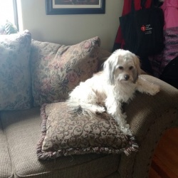 Benny, a Blonde Terrier Dog