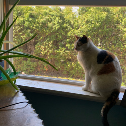 {petName}, a Unknown Domestic Mediumhair Cat