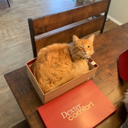 Hitch, a Orange Tabby Cat
