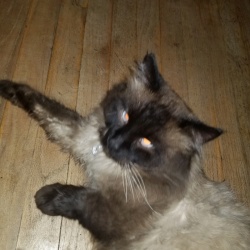 Harry, a Cream with black markings Balinese Cat