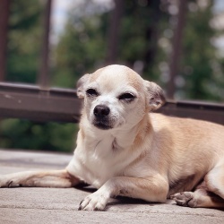 Zumie, a TAN/BRN Chihuahua Unknown Dog