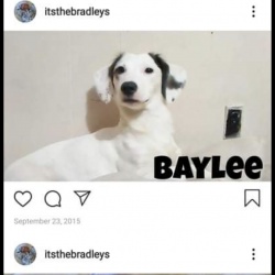 Bailey, a White and black Dachshund (Miniature Long) Mix Dog