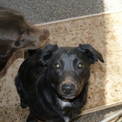 Lola, a Black Retriever (Labrador) Dog