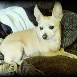 Marlee Jean, a Fawn Chihuahua (Short Coat) Dog