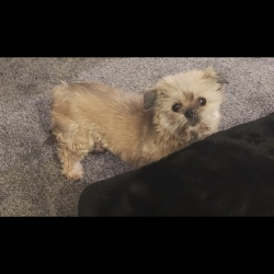 %name%, a %color% %breed% %type%