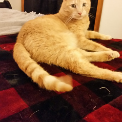 %name%, a %color% %breed% %type%