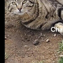 {petName}, a Light-grey, Grey, Black, Dark-grey, Cream, White Tabby Cat